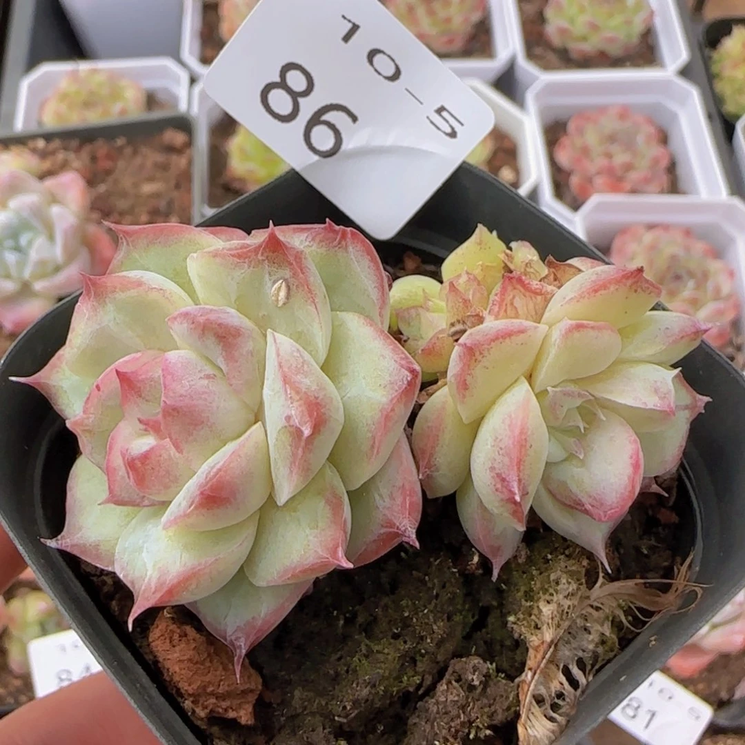 女王石化锦两颗脱土发货