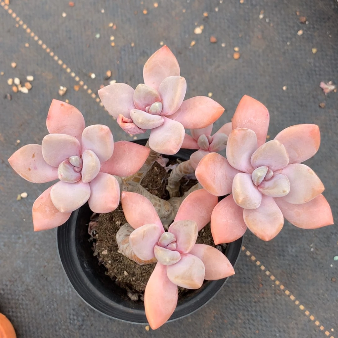 2609量拍保底5头起发