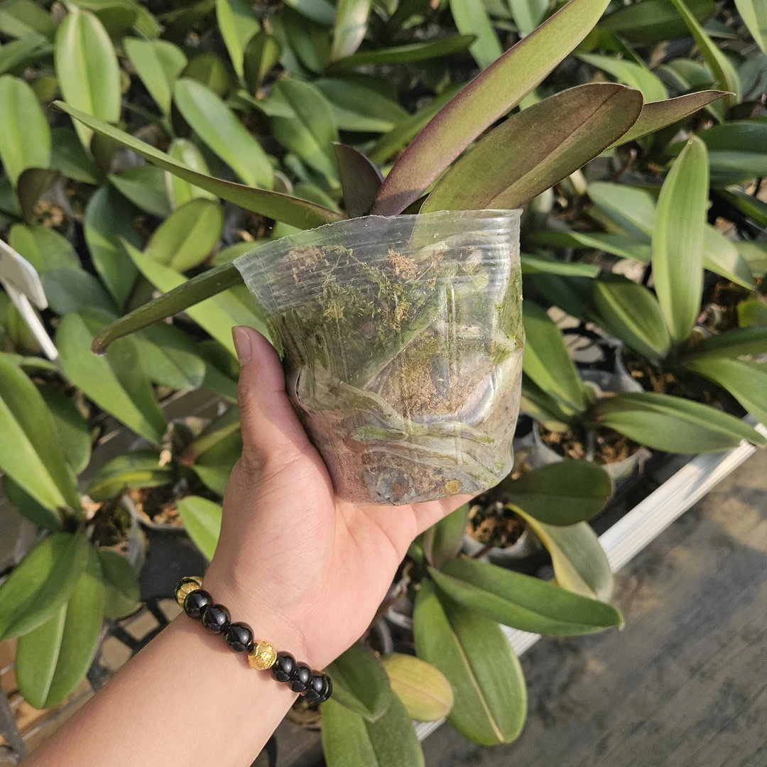 母本仓 盲盒带编号 3.0杯子带花剑 根系好 加宽杯