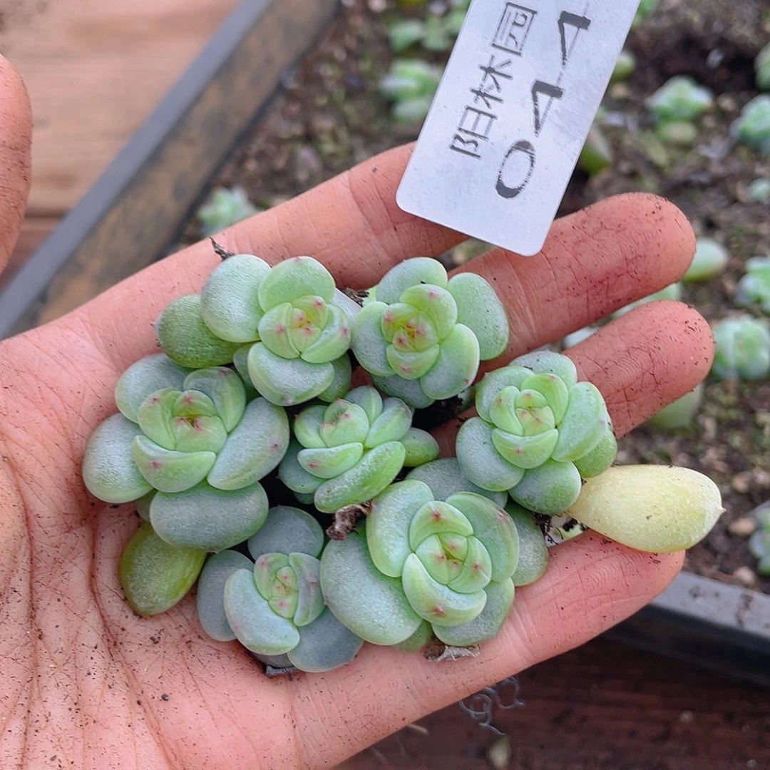 多肉植物多肉植物444