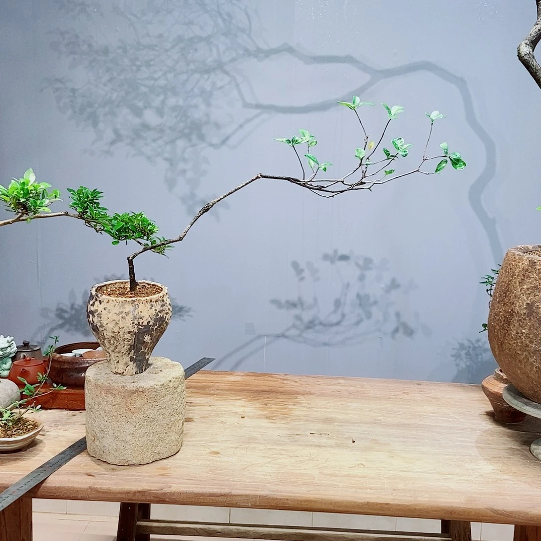 无花朵可***果感谢您的支持和配合和帮助