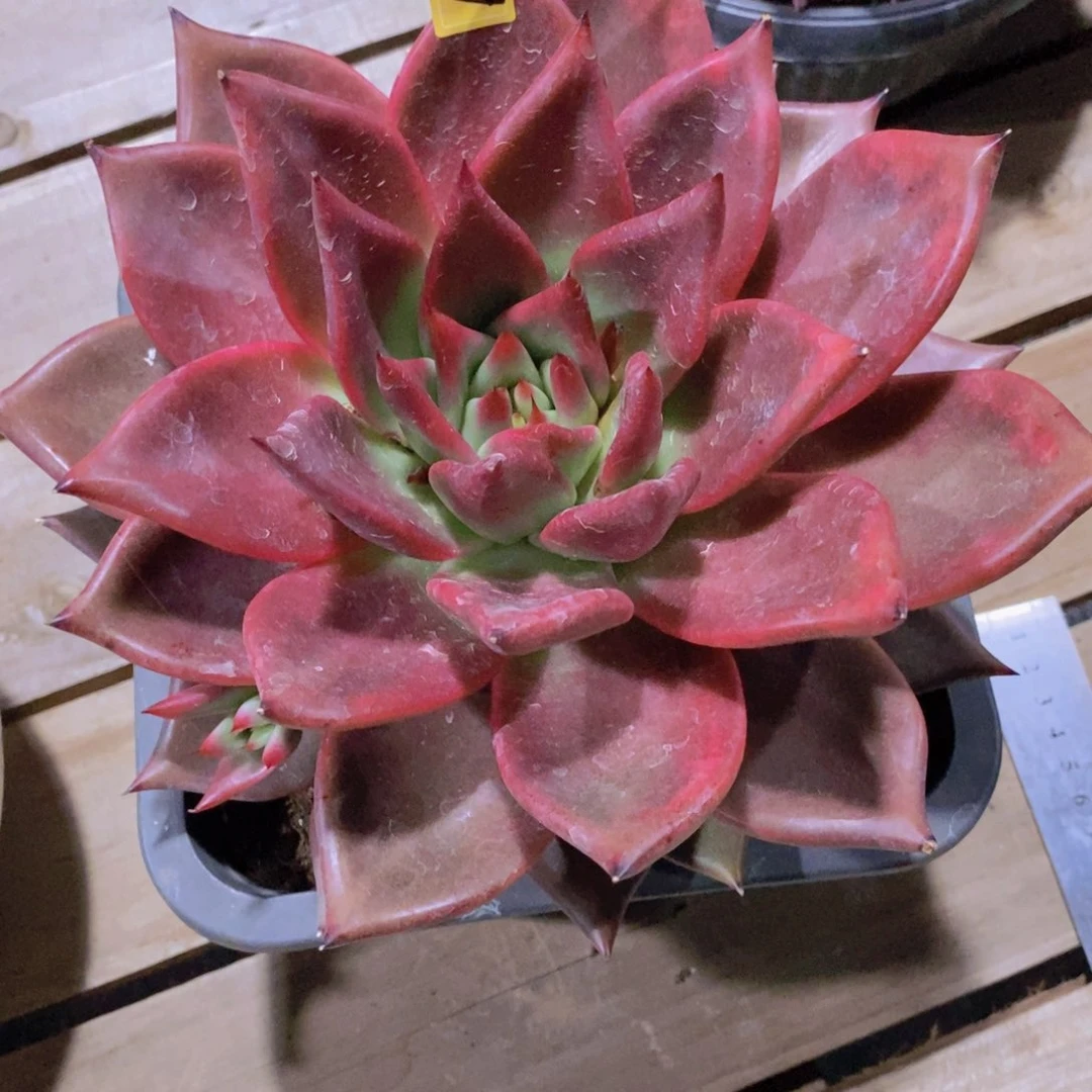 用****7明乃馨石化a36