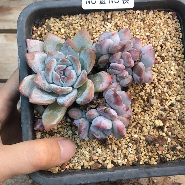星影石榴籽福利出咯 120