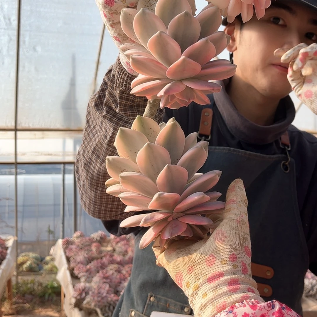 曾*多肉植物紫乐景A26