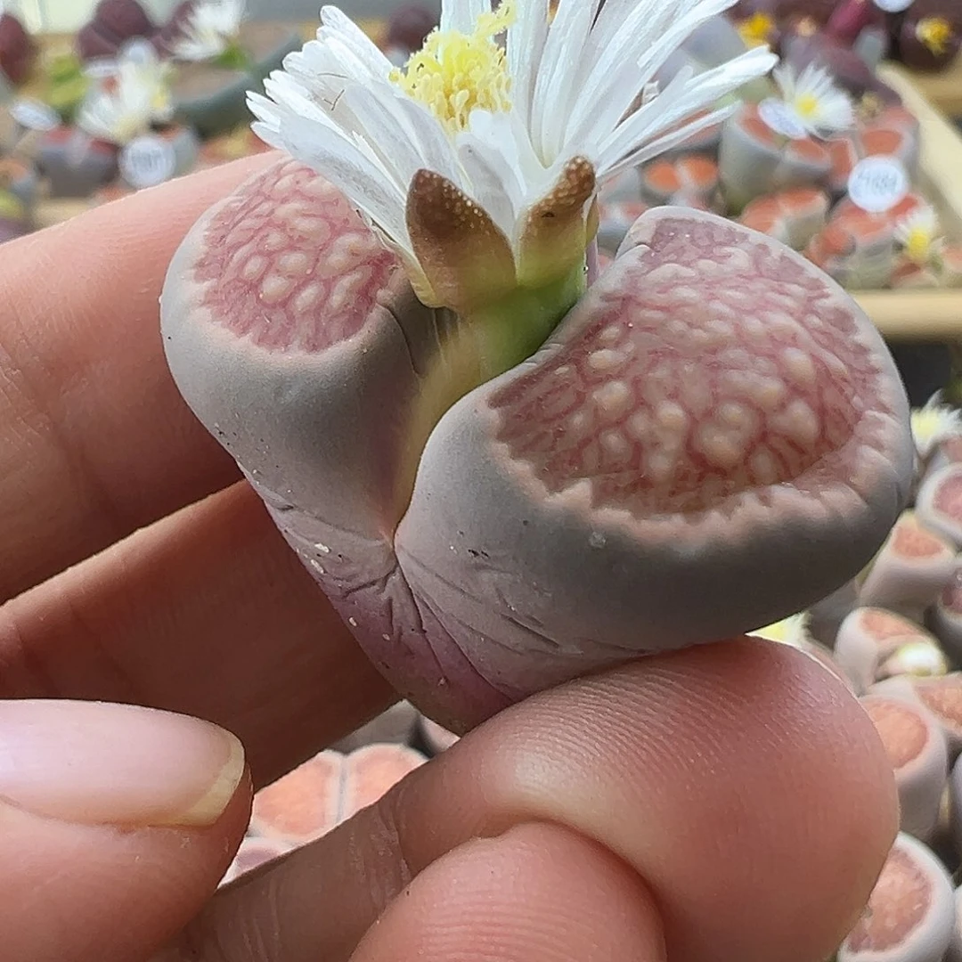 1691整点生石花清货炸