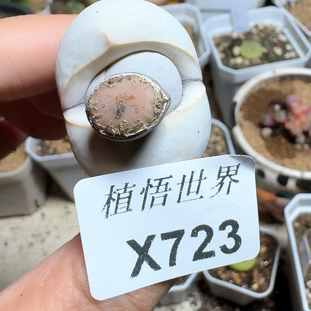 723号多肉植物哇cv