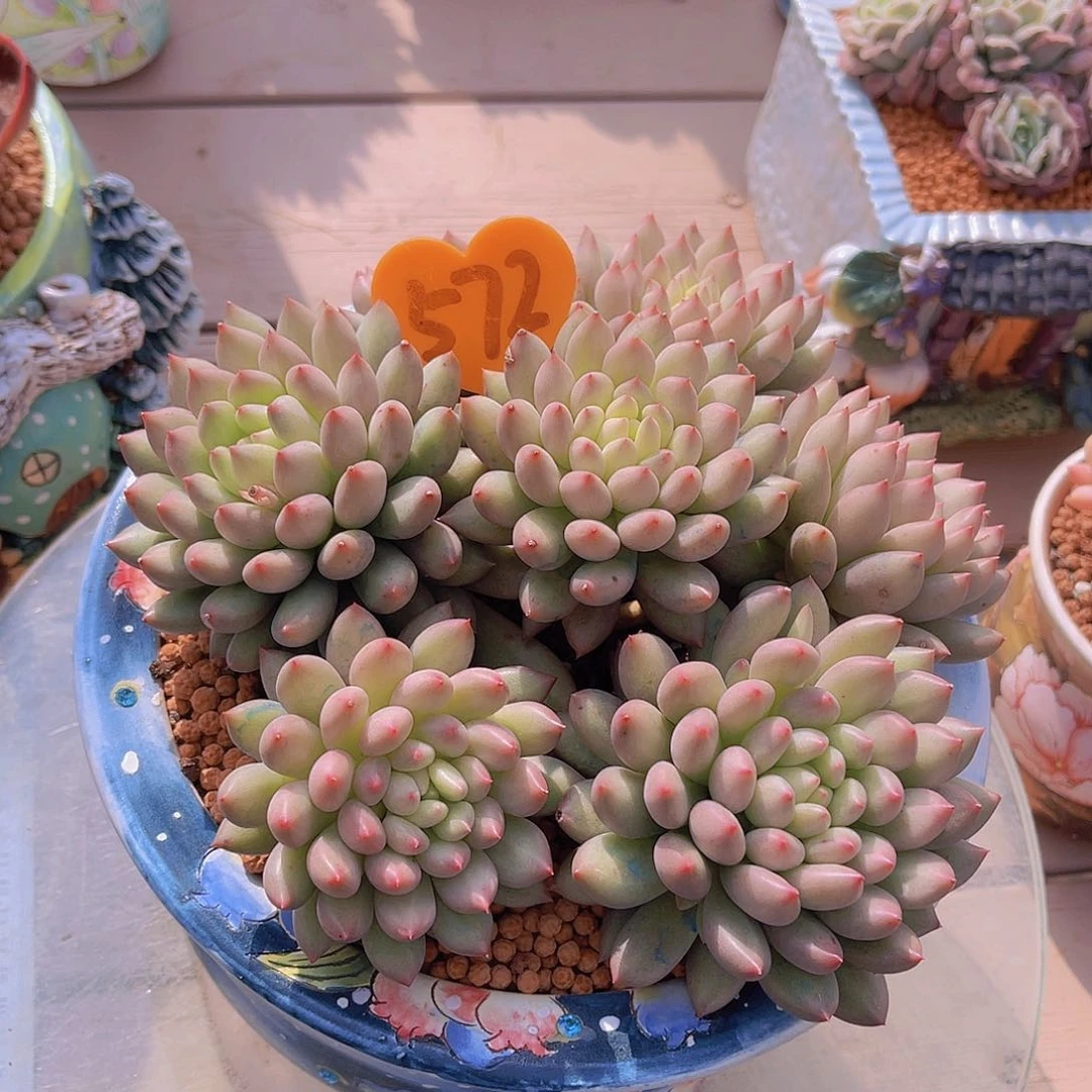 刘*6572号多肉植物一物一拍