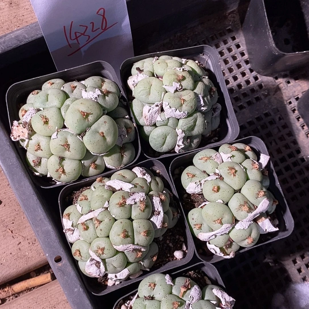 14328。   一盆吕氏大饼。