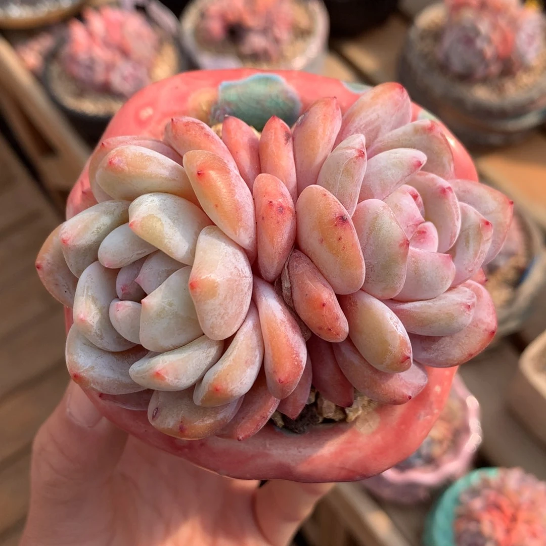 雪天使一物一拍（8cm）十九号多肉铺