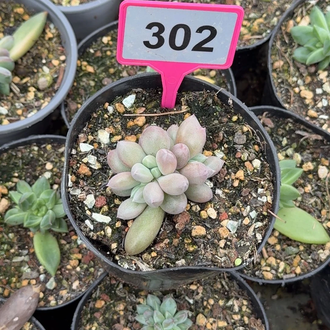 多肉植物海豚体哥特群302