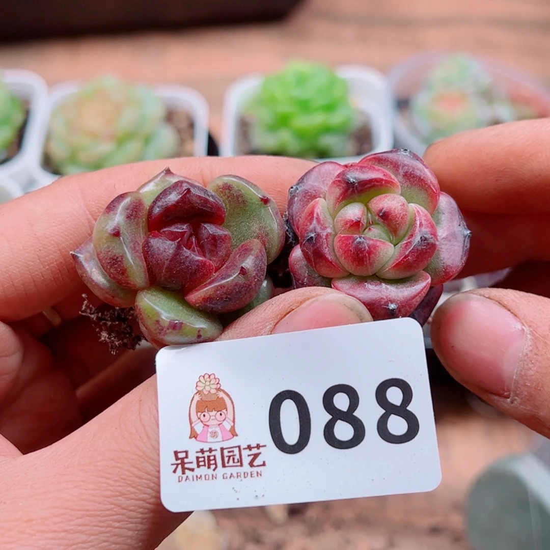 多肉植物多肉植物