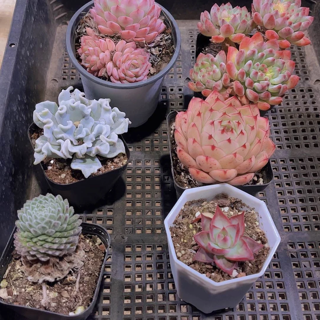 多肉337多肉植物