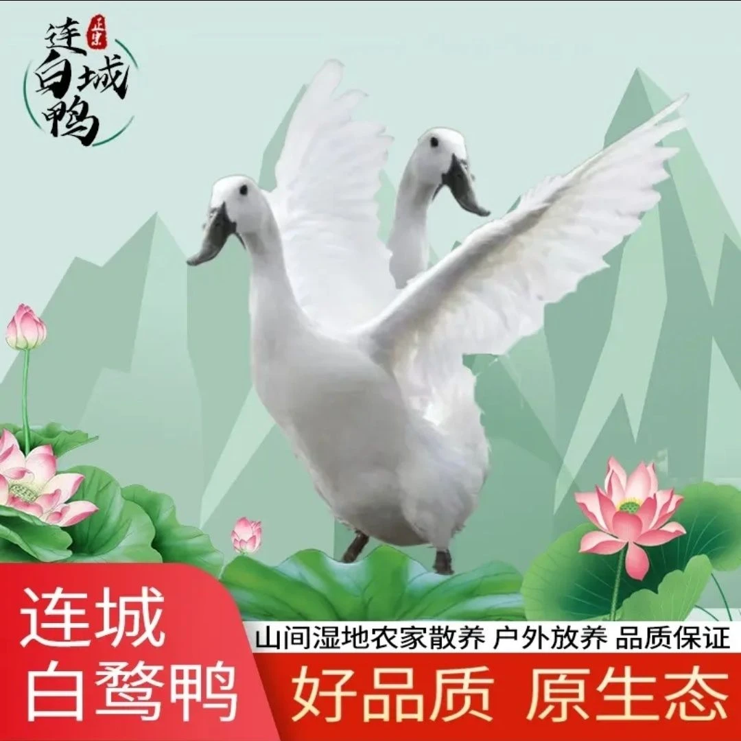 正宗连城白鹜鸭农家生态散养富硒黑嘴黑脚鸭整只新鲜冷冻包邮