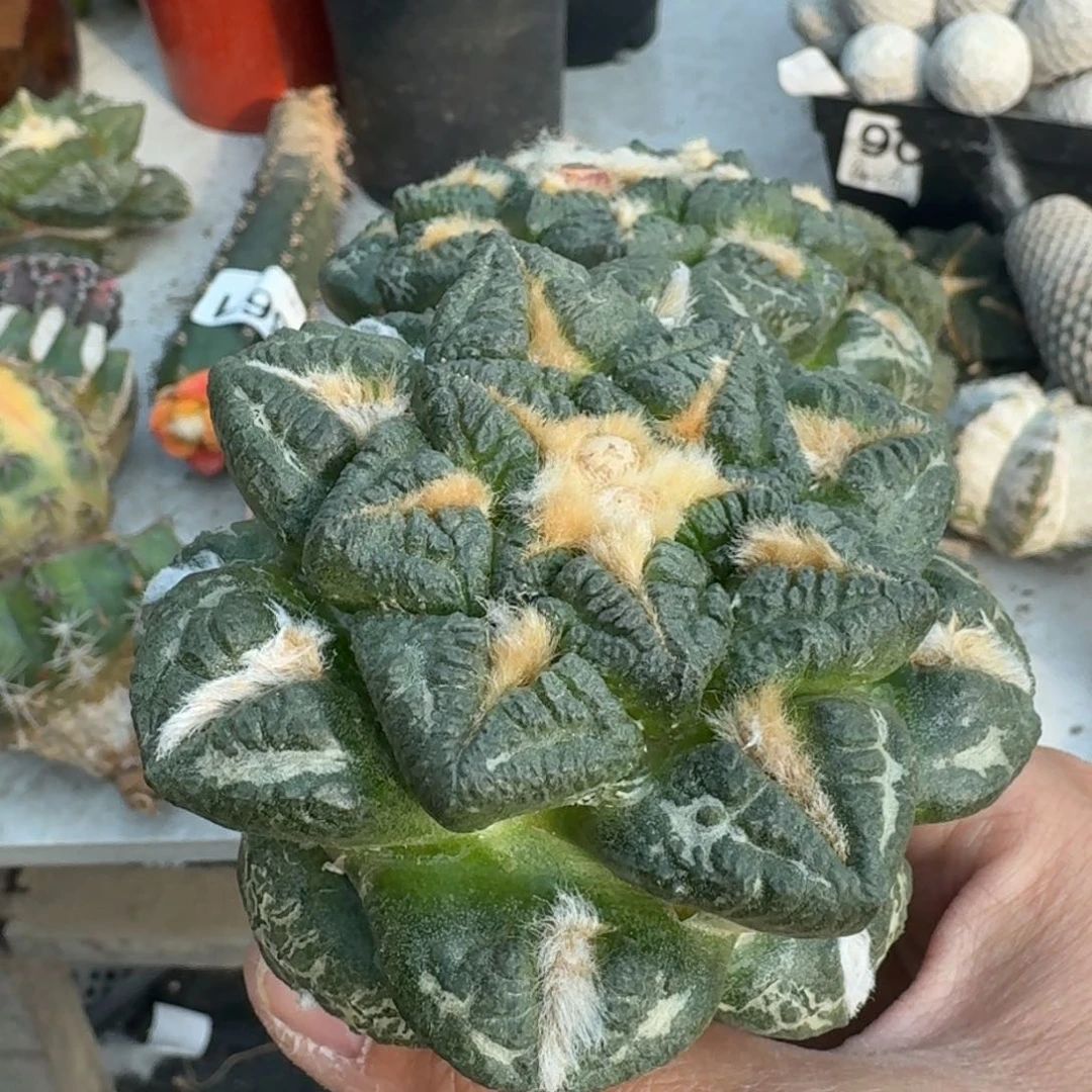 【闪购商品】冬***鱼889.896两颗牡丹