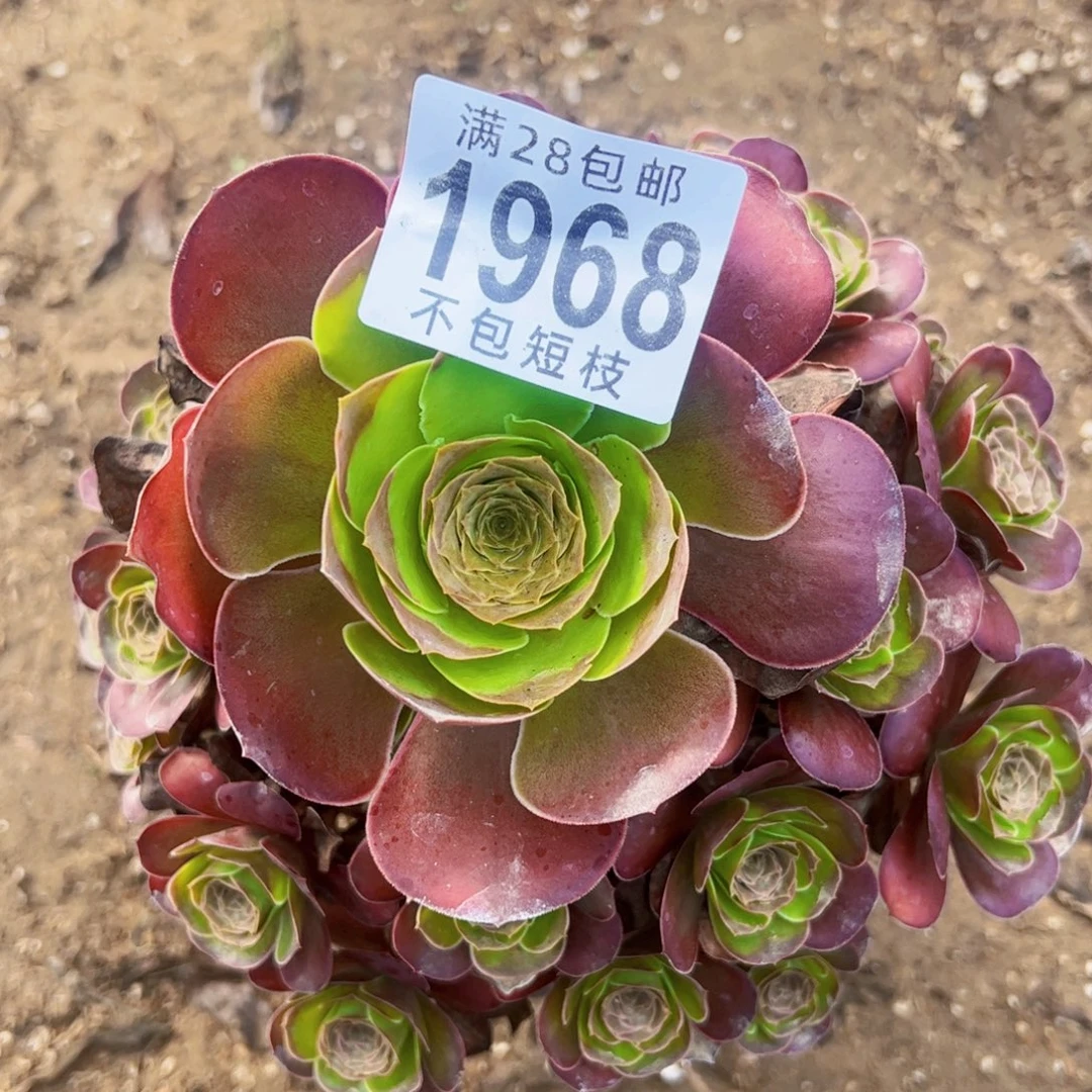 玫瑰多肉植物法师1968