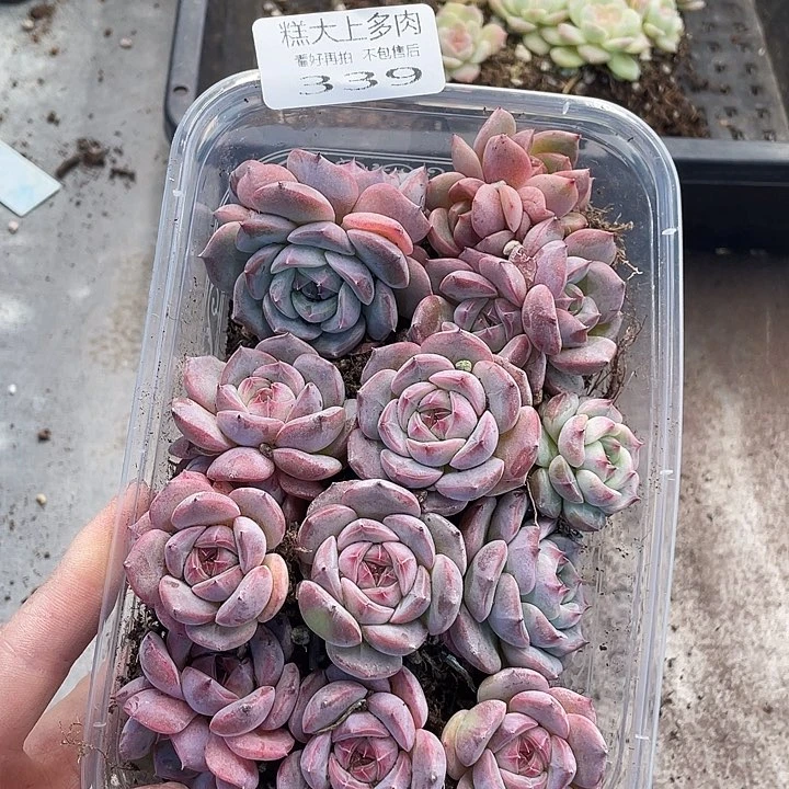 糕大上多肉植物339