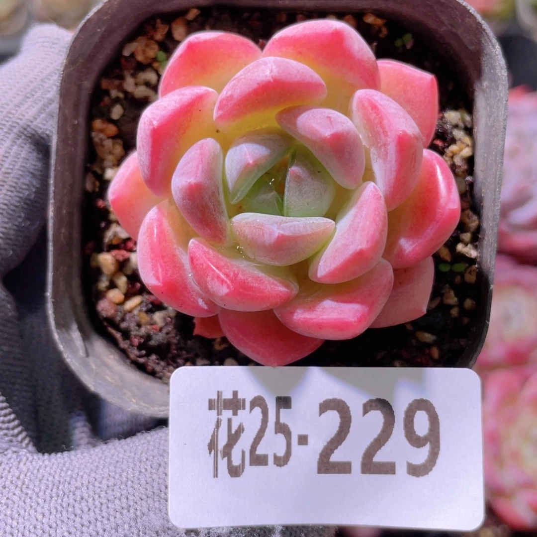 花利美25-229冰糖