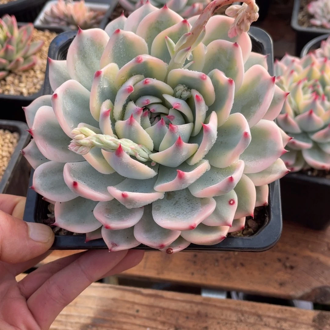 懒****宝淘多肉吉娃娃锦一个