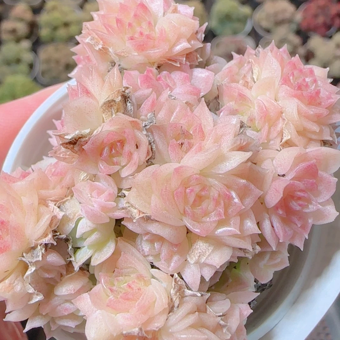 花语逸镜1116-482散