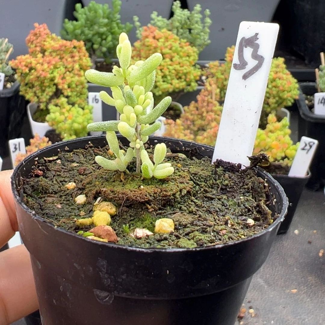 宝宝款米粒阴阳锦53号