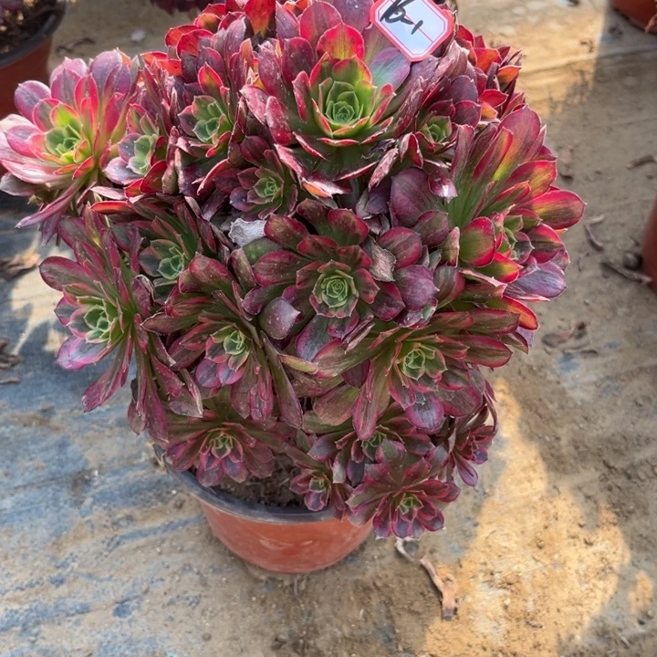 16-1安娜福利多肉植物