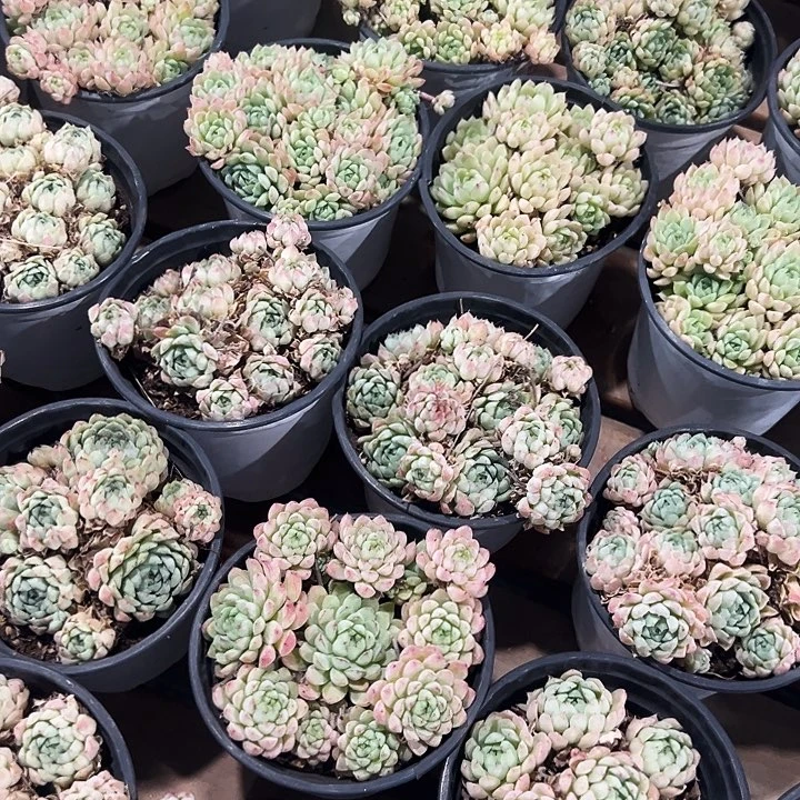 羊脂球     福利多多