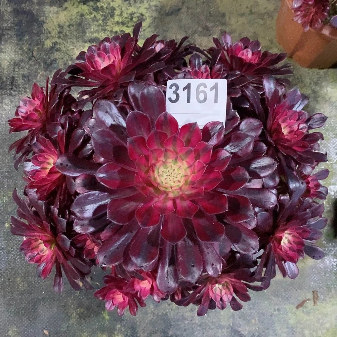 红陶3161黑铜白duorou