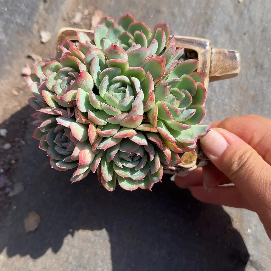 草莓冰不带盆多肉植物