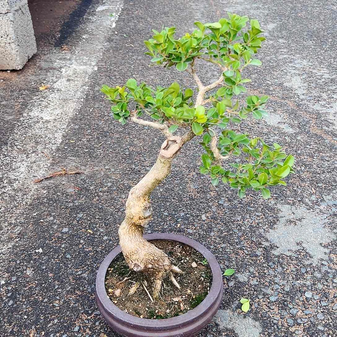 无花朵远****羽黄杨盆景树盆景