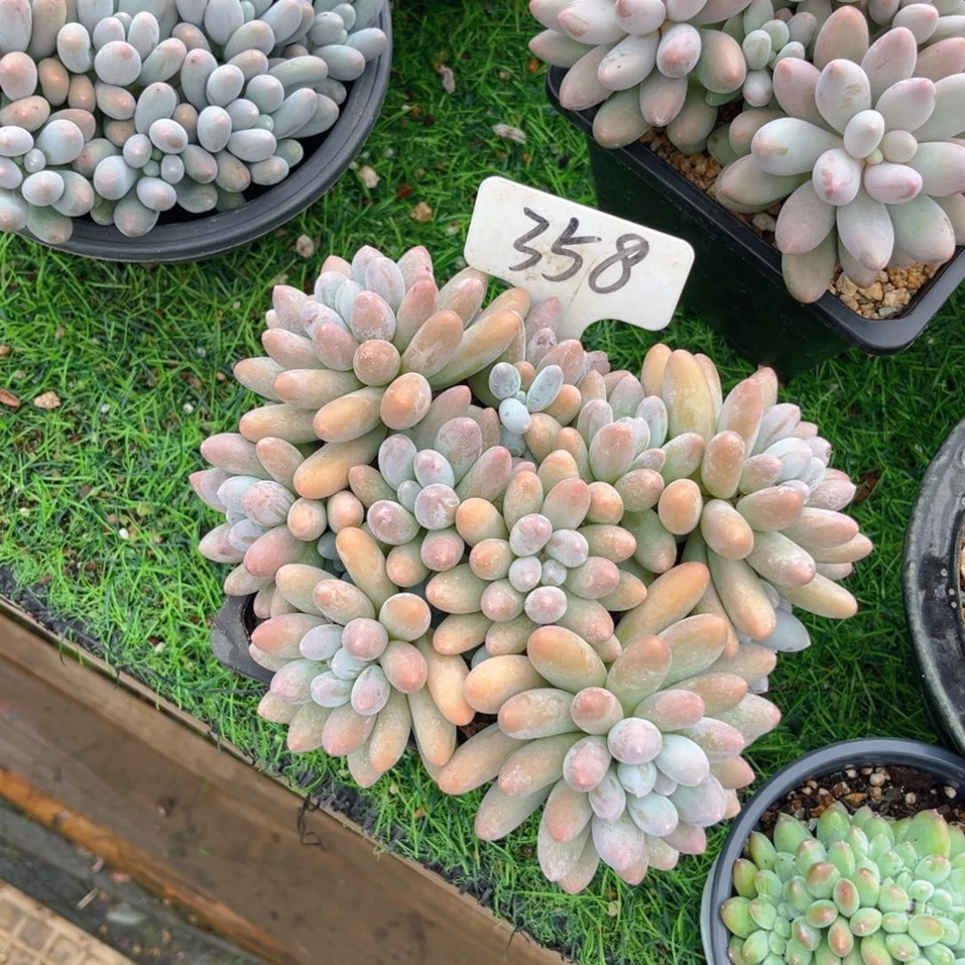 三***妹358jlutyututututlj
