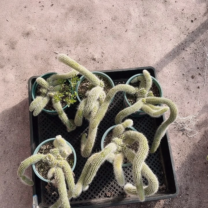 九尾狐五颗包邮包邮包邮包邮