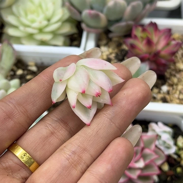 呼*雨燕座头盖一颗价格