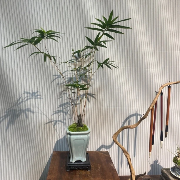 红观音竹盆景室内绿植庭院观赏竹子好养易活四季常青