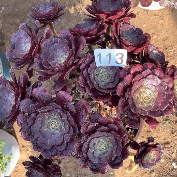 113多肉植物黑萝莉