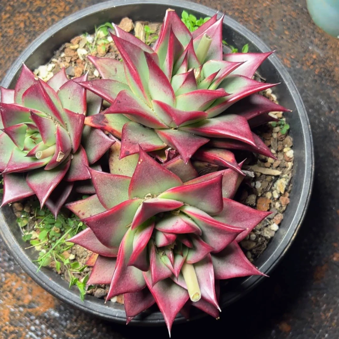 【闪购商品】大合锦杂多肉39.8