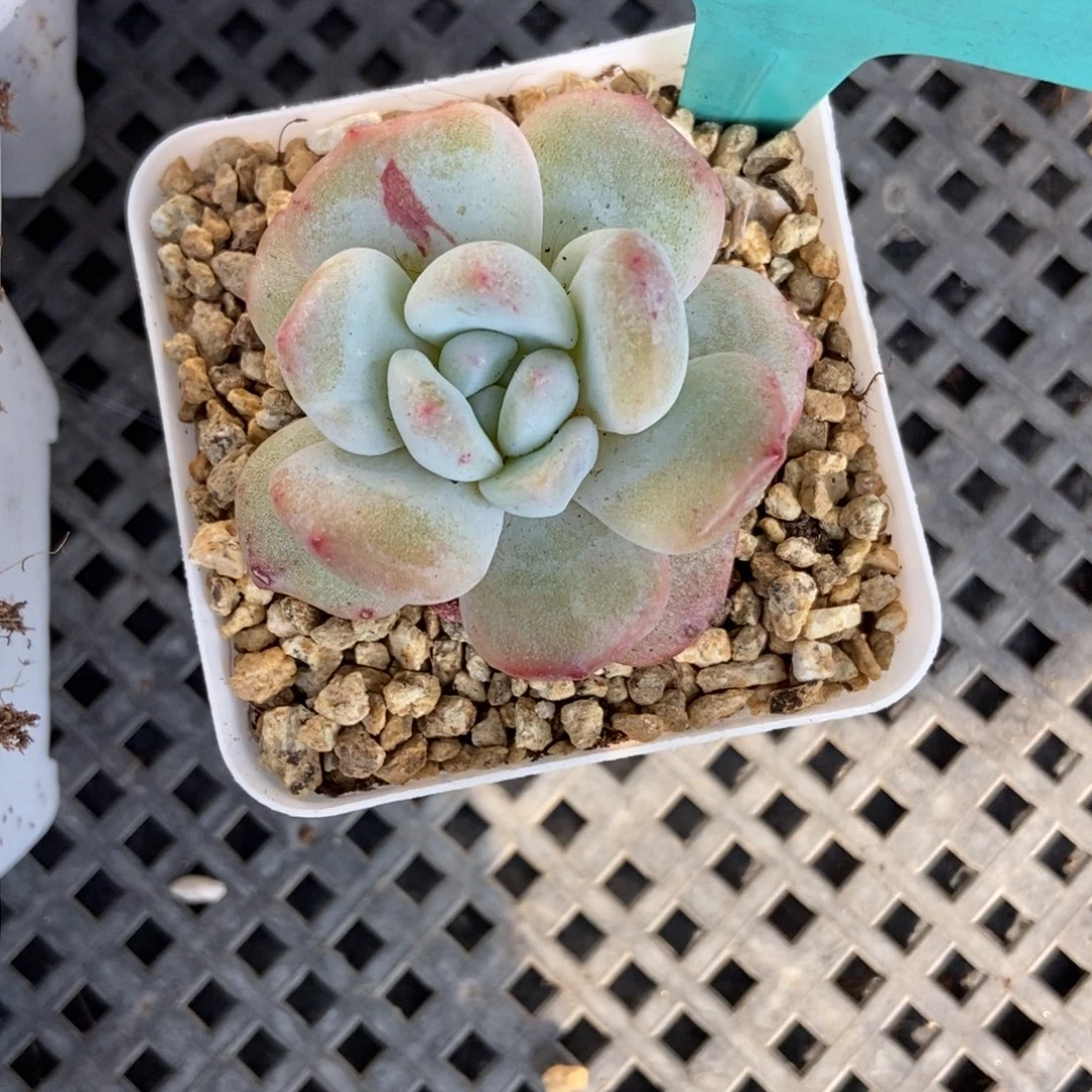 801星影石化多肉植物