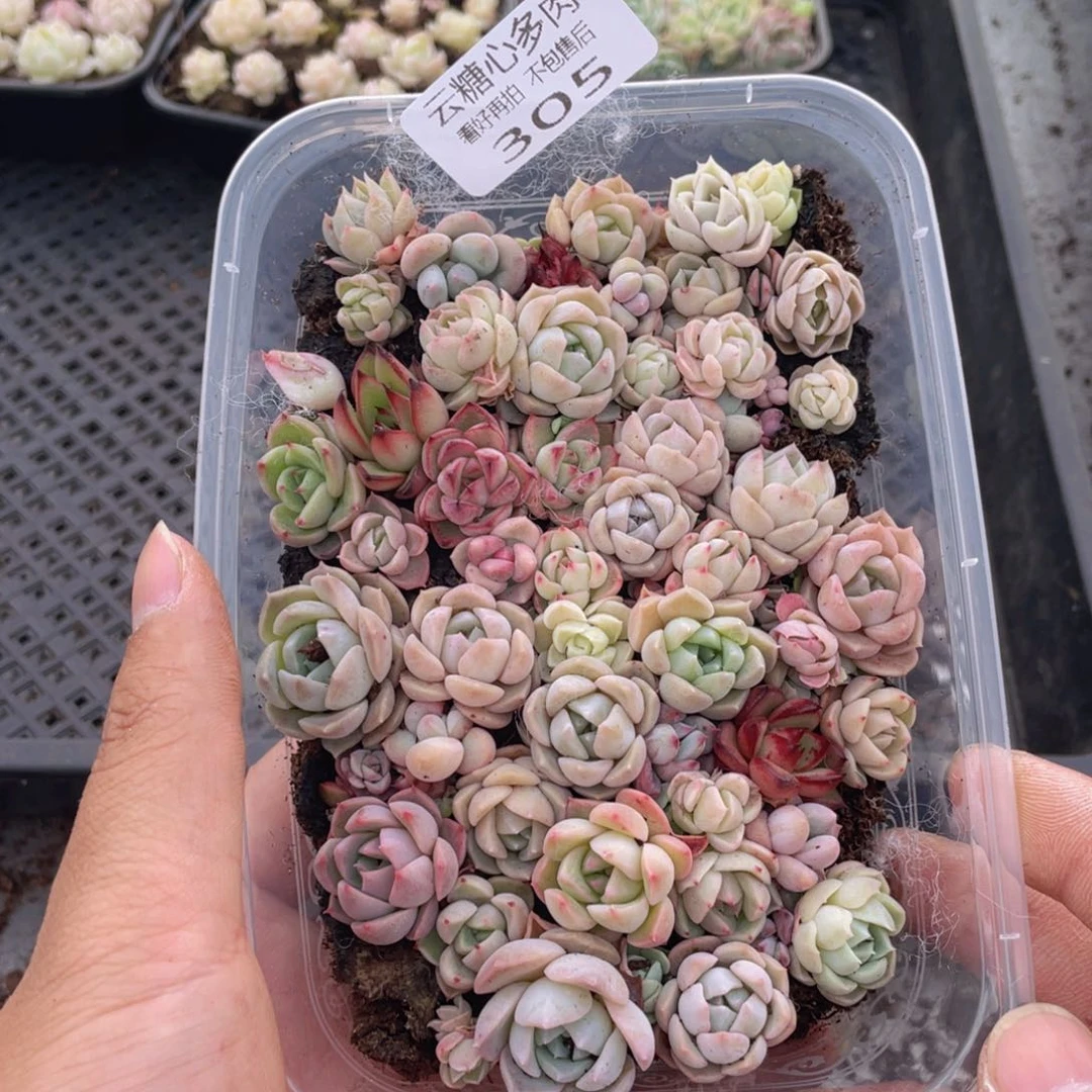 云糖心多肉植物305
