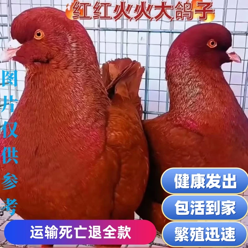 巨型元宝大鸽子活体种鸽元宝鸽正宗元宝鸽一对落地纯种观赏鸽肉鸽