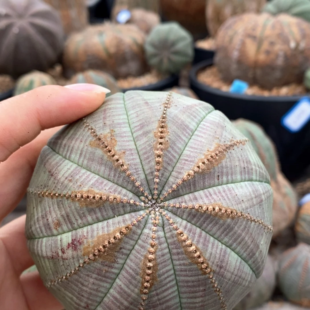 23欧系实生布球一物一拍