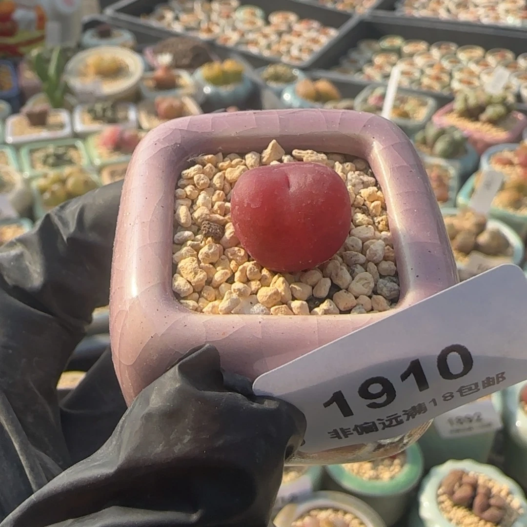 1910--一物一拍 带盆 水蜜桃1430.5