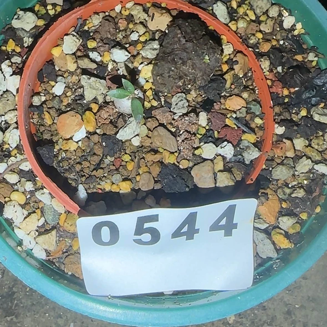 【闪购商品】蔡**·块根植物