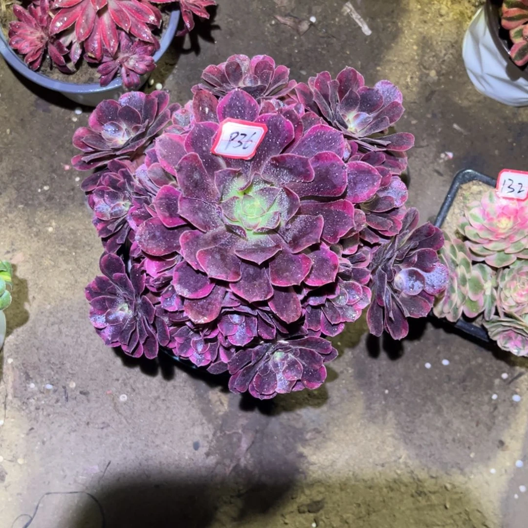 936多肉植物凤冠法师