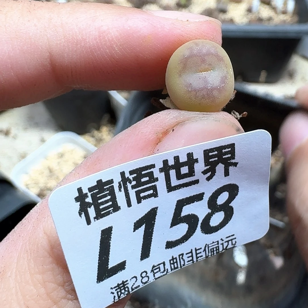 多肉植物的润泽地v