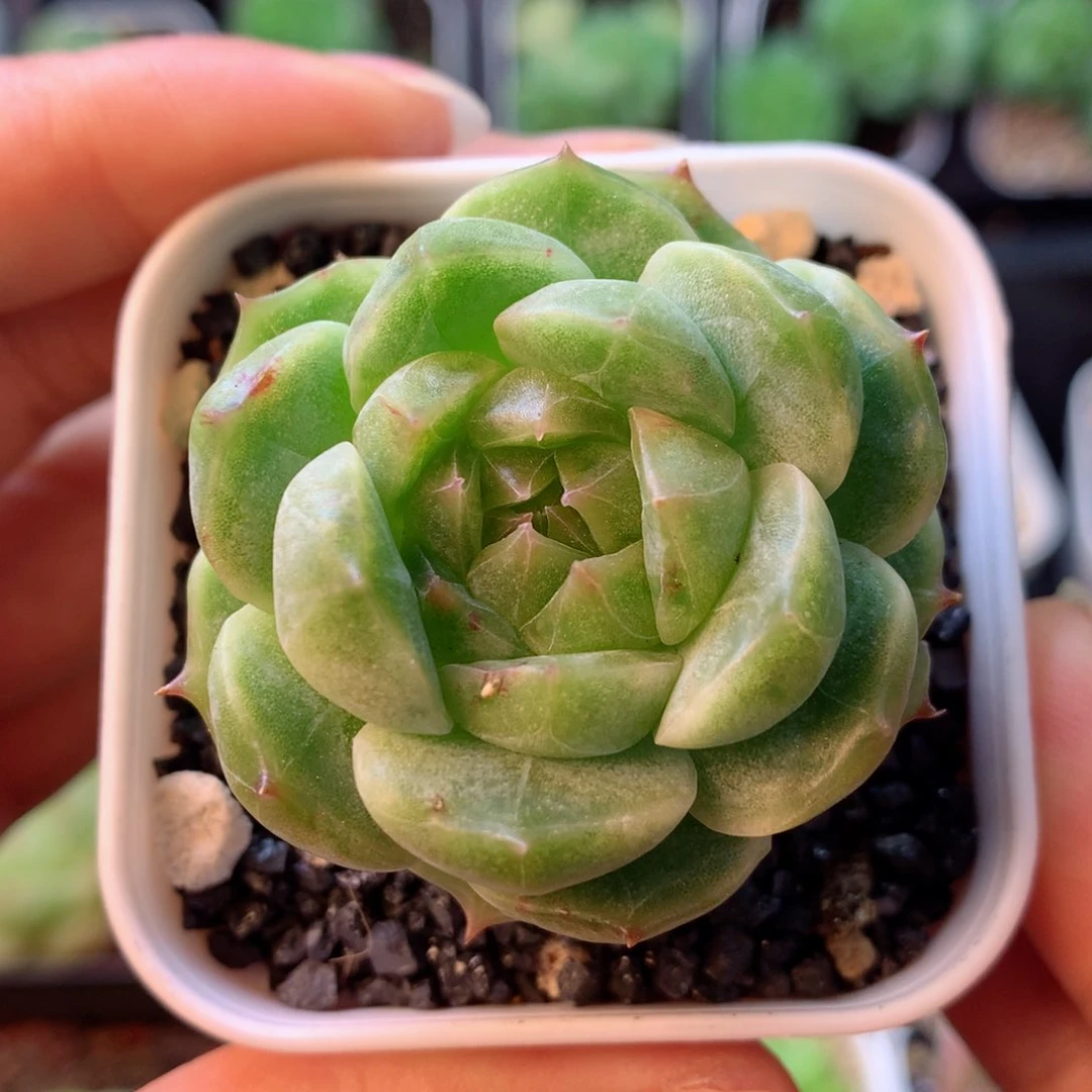 58包邮  群生不包整 13