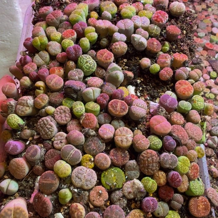 嘀*多肉葡萄多水果葡萄35