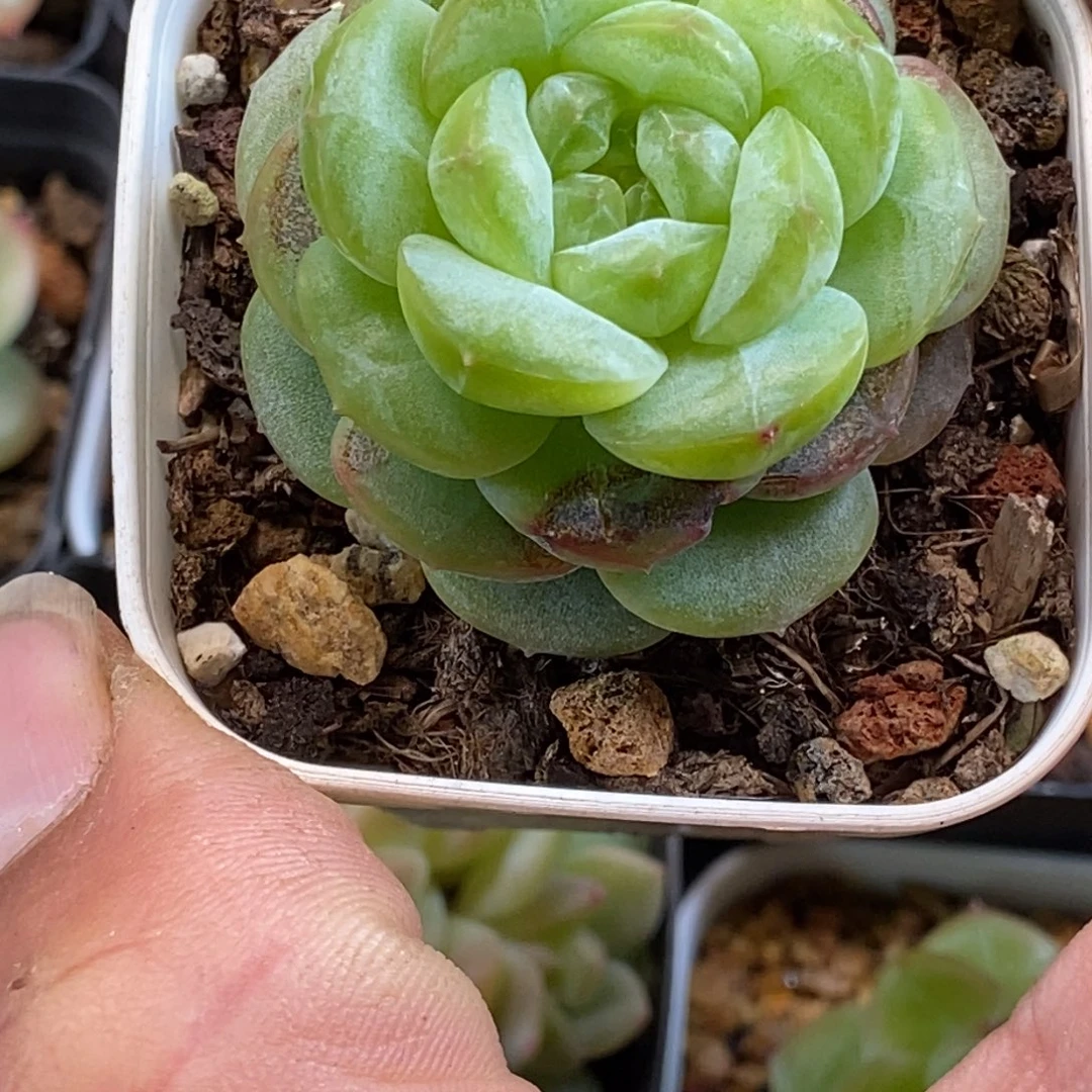 天官赐福百无禁忌