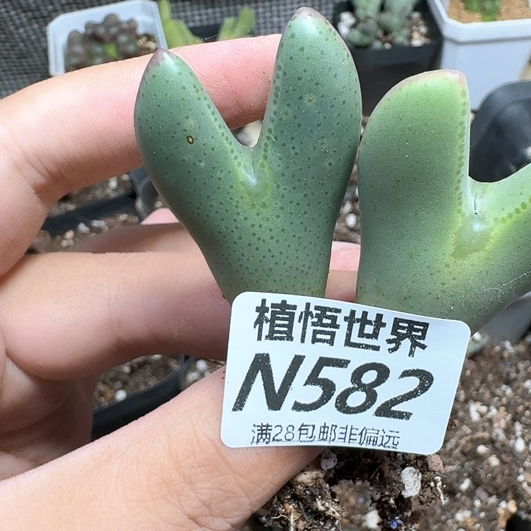 多肉植物的润泽吃吧