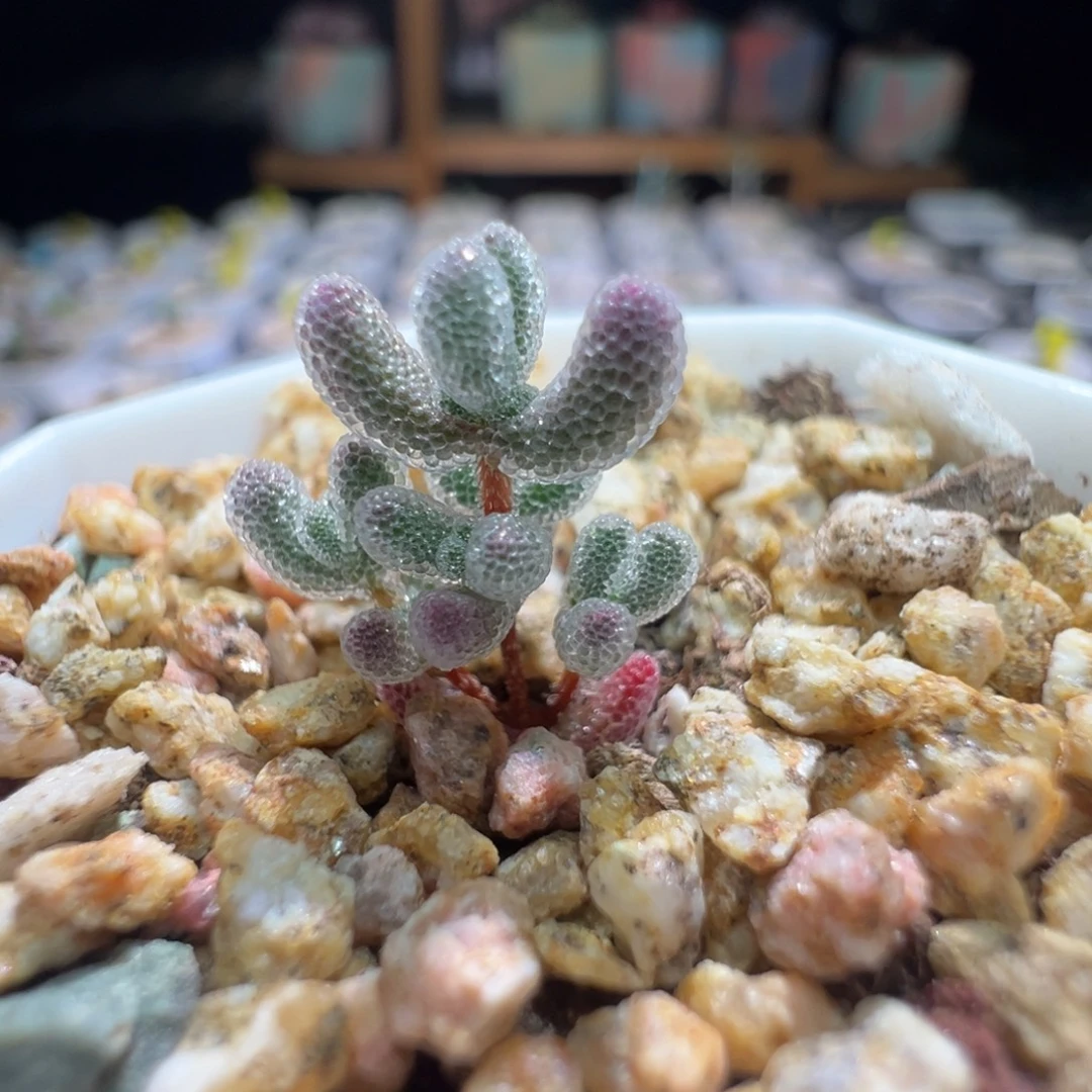 巨厚巨闪，尺寸很小，201实生粉冰晶，拍下不退不换