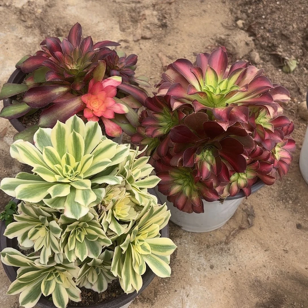 韶华流星雨迈巴赫多肉植物