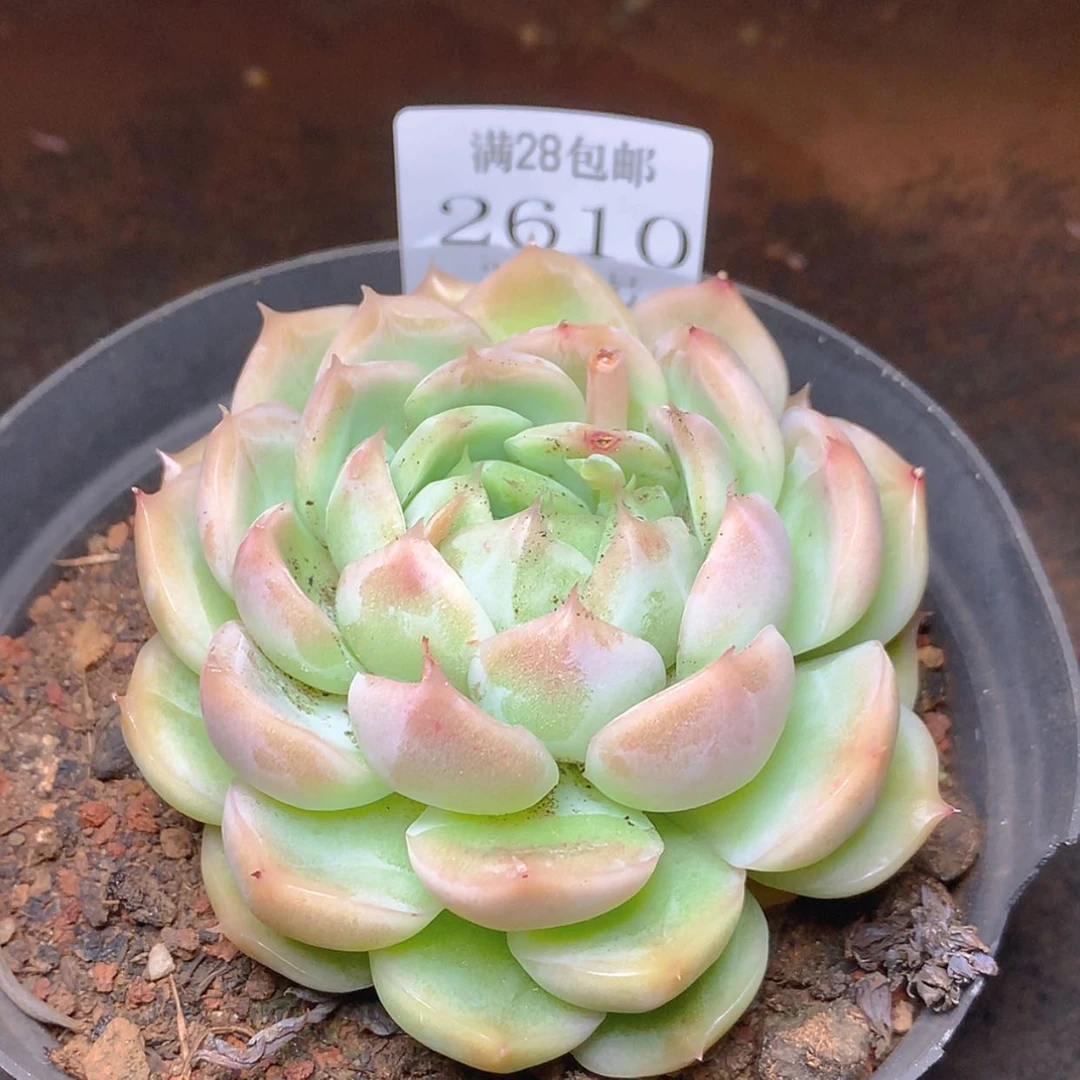 【闪购商品】云2610
